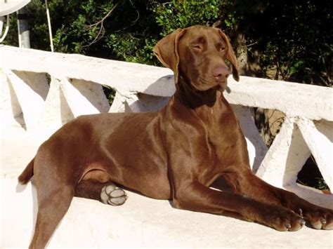 Solid black czech line puppies/ health guarantee puppies for sale. German Shorthair Pointer 3 by natiawarner on DeviantArt