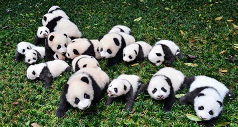 Why Are Pandas Endangered Worldwide Tweets