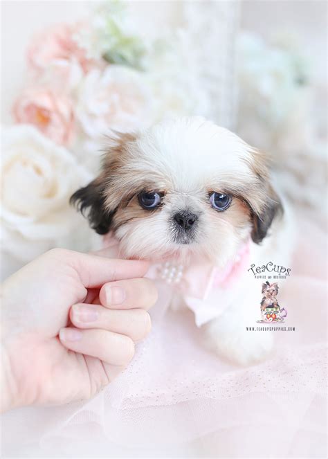 Golden Shih Tzu Puppies Miami Teacup Puppies And Boutique