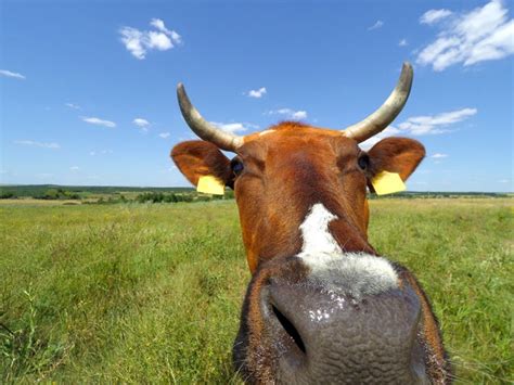 Cow Farts Are An Even Bigger Problem Than We Thought Popular Science