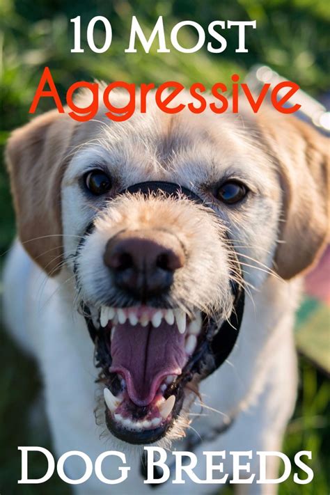What would make a 5 1/2 puppy so aggressive that it lunges & tries to attack repeatedly? 10 Most Aggressive Dog Breeds: Temperament Ratings and ...