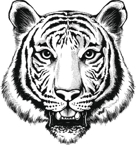 Black And White Tiger Face Drawing Winick Lapiz Tigres Tigers Coole