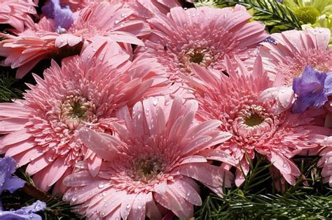 Pink Chrysanthemums Flowers Petals Drops Pink Hd Wallpaper Peakpx