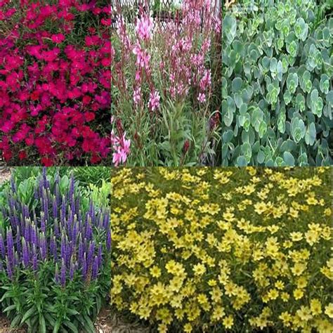 Onlineplantcenter 1 Gal Full Sun Drought Tolerant Garden 5 Live Plants