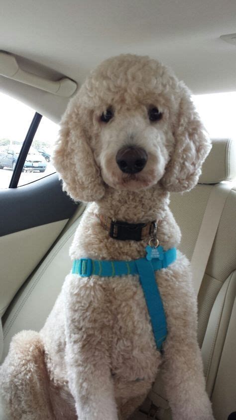 Curly goldendoodle coats feature the most dense curls of any groodle coat type. 2 year old Standard Poodle Bosley - Going for a ride in the car | Goldendoodle grooming, Poodle ...