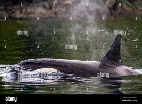 Killer Whale Close Up Johnstone Strait British Columbia Canada Stock