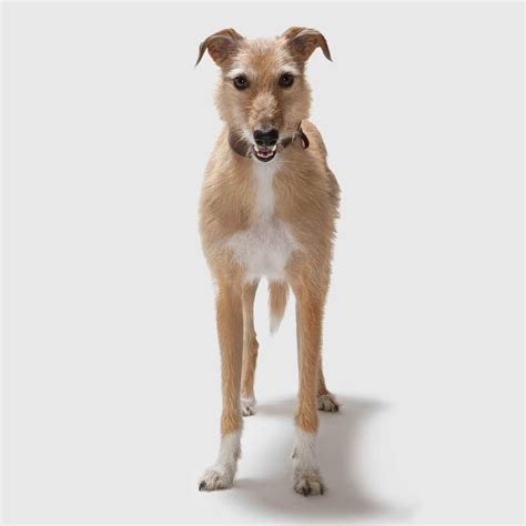 Lurcher Dog Breed Everything About Lurchers