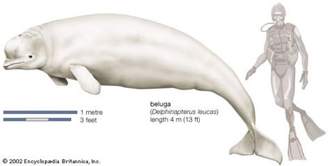 Beluga Habitat Diet And Facts