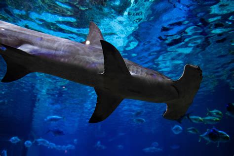 Seaworld Celebrates Shark Week With The First Ultimate Shark Experience
