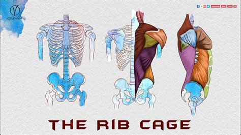 It sits above the right kidney, intestine and the stomach. Anatomy of the Rib Cage for Artists, Vidyaranya Arts - YouTube
