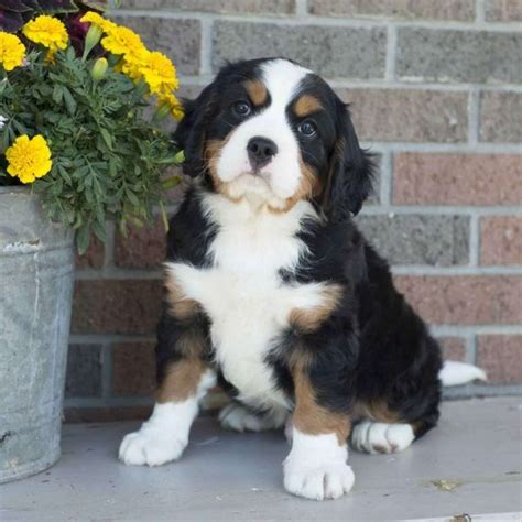 Sitting With Some Flowers Miniature Bernese Mountain Dog Bernese