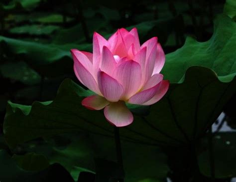 22 Marvellous Pictures Of Lotus Flower Hoa đẹp Hoa Sen Thiên Nhiên