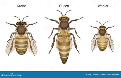 Honey Bee Biology Queens Drones And Workers Stock Illustration