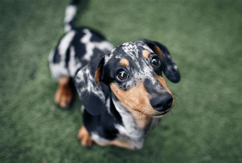 What Diseases Are Dachshunds Prone To