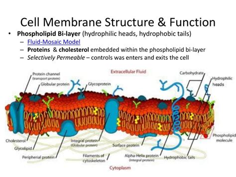 Ppt Cell Membrane Structure Function And Cell Transport Ms Kim Honors