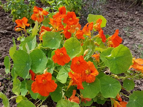 5 Easy To Grow Edible Flowers — B B Barns Garden Center And Landscape