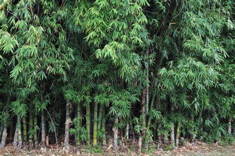 Bamboo Trees Stock Photo Image Of Bamboo Forest Vegetation 16417118