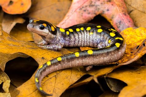 Spotted Salamander Ambystoma Maculatum Mature Southern F Flickr