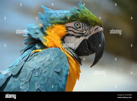 Close Up Or Ara Ararauna Parrot Exotic Colorful African Macaw Parrot