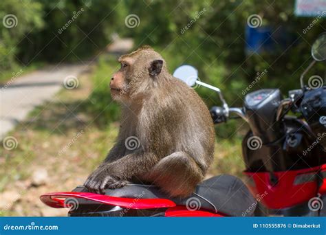 Monkey Sitting On A Motorbike Travel And Tourism In Thailand Stock