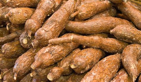Premium Cassava Expands Operation To Meet Demand