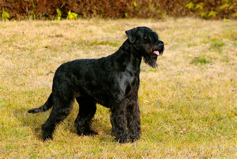 Giant Schnauzer Puppies Animal Kingdom Puppies N Love