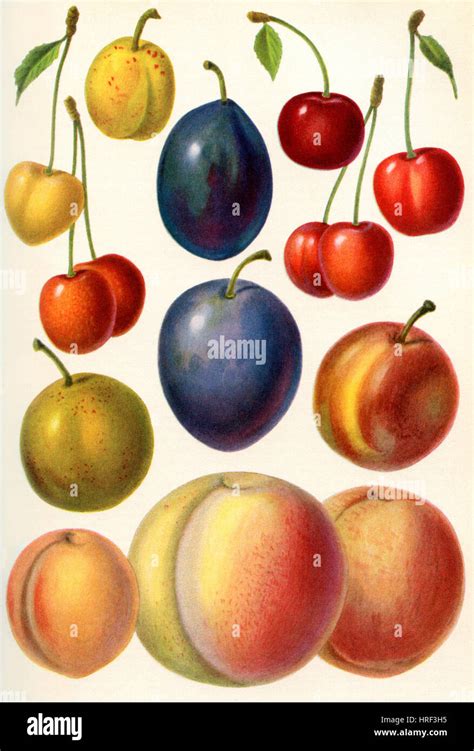 Stone Fruit Or Drupes From Meyers Lexicon Published 1927 Stock Photo