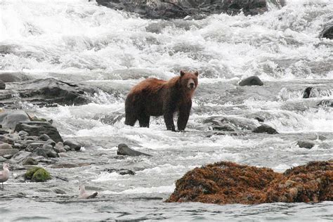 The Grizzly Bears Of Glacier National Park
