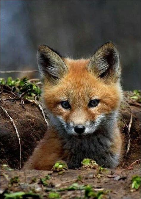The 25 Best Baby Red Fox Ideas On Pinterest Baby Fox