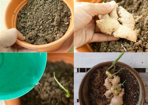 How To Grow Ginger And Turmeric At Home Is Simple And Effective