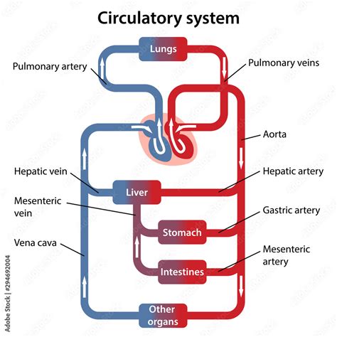 Circulatory System Diagram Labeled Veins