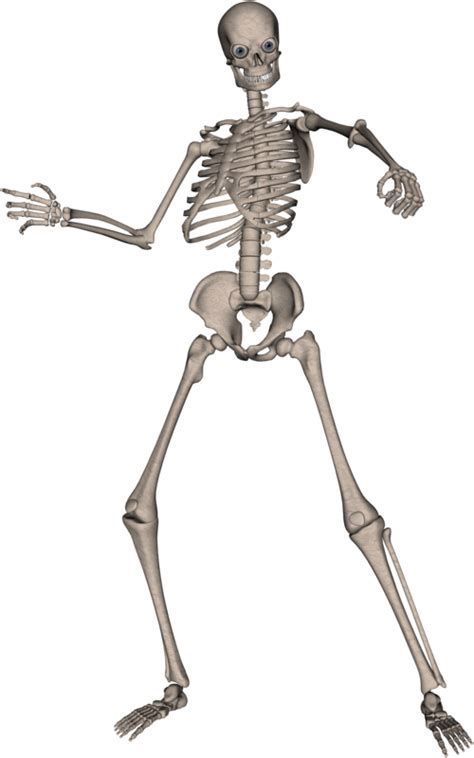 Skeleton Skull Png Image Purepng Free Transparent Cc0 Png Image