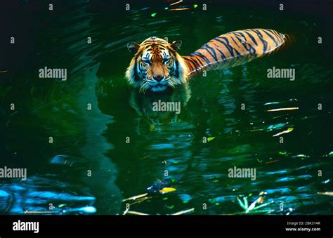 Sumatran Tiger Panthera Tigris Sumatrae Felidae Swimming Predator Mammal Animal Cative