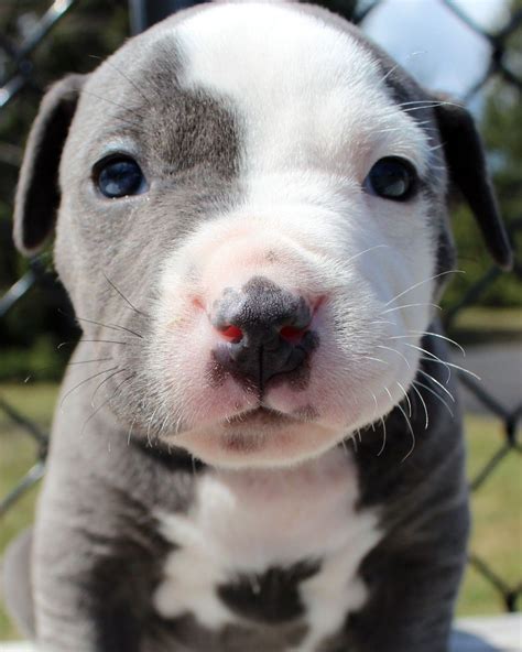 Browse search results for blue pitbull puppies pets and animals for sale in oregon. Pin on Xl blue pitbull puppies for sale