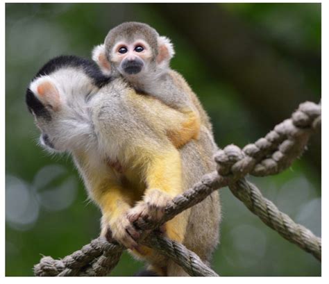 Common Squirrel Monkey Riverview Park And Zoo