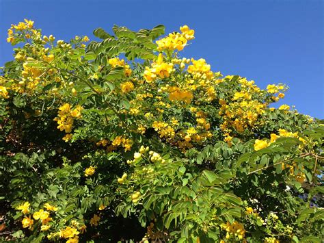 Yellow Flowering Cassia Is A Fall Spectacle Houston Chronicle