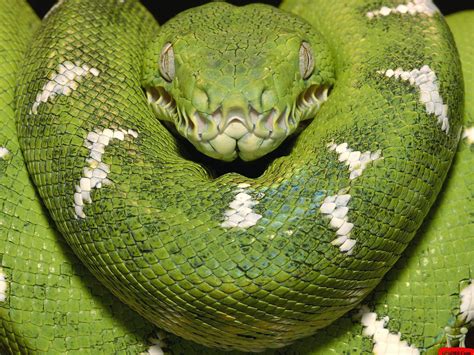 Green Anacondas Dangerous Snakes In The World The Wildlife