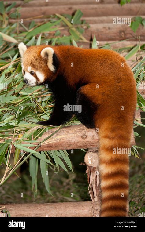 Red Panda Ailurus Fulgens At The Giant Panda Breeding Research Base