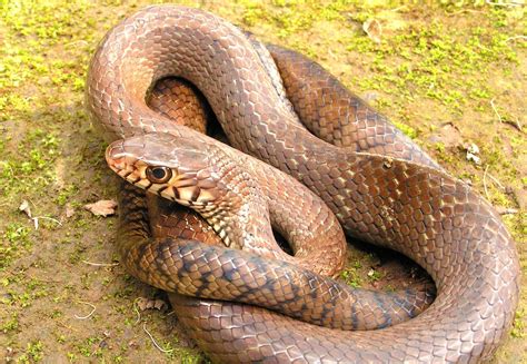 Rat Snakes Come In A Wide Range Of Colours From A Light Grey To Olive Green Yellow And Even