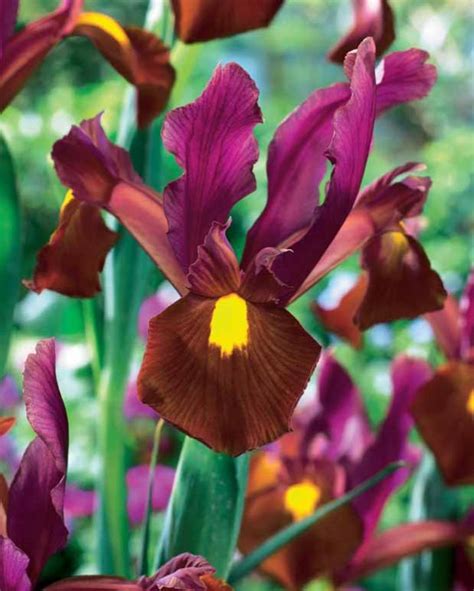 Iris de Hollande Braise rouge Le sachet de 20 bulbes Ø 7 8cm