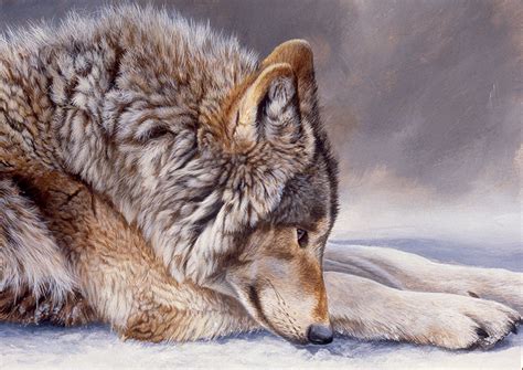 Timber Wolf Print Canadian Wolf Wildlife Art Andrew Ellis