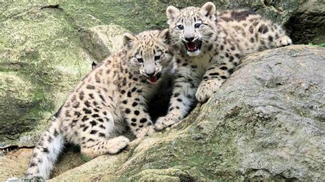 Rare Snow Leopard Cubs Make Debut At Bronx Zoo Abc7 Chicago