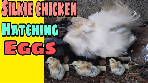 Silkie Chicken Hatching Eggs Youtube