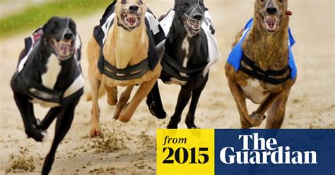 More Than 50 Dead Greyhounds Found Dumped In Queensland Queensland