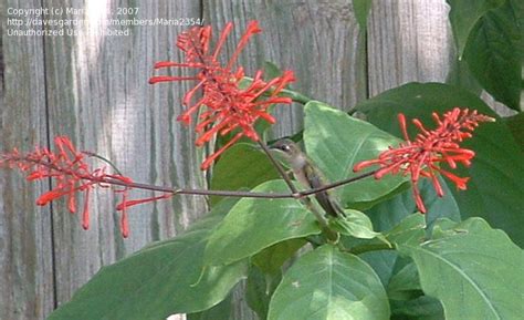 Firespike is an herbaceous perennial with large showy spikes of bright red tubular flowers. PlantFiles Pictures: Thyrsacanthus Species, Cardinal Guard ...