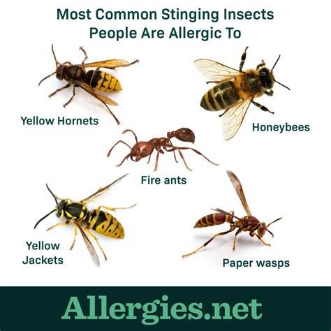 What Are Insect Sting Allergies