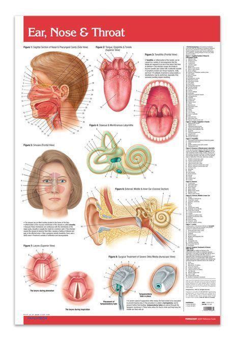 ear nose and throat medical anatomy poster 24 x 36 laminated quick reference products