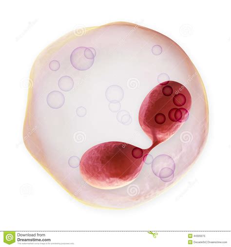 White Blood Cell Eosinophil Stock Illustration Image