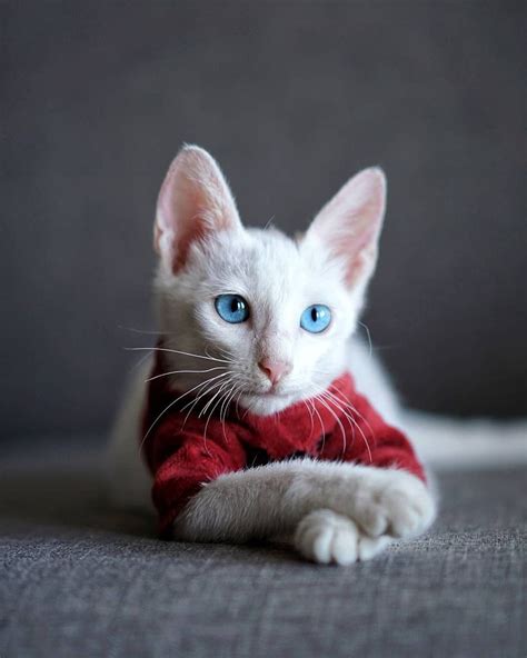 Are Albino Kittens Rare Answereco