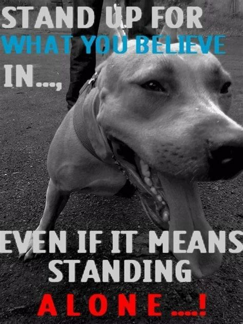 Pin By Justin On Dogs With Images Pitbull Quotes Pitbulls Pitbull